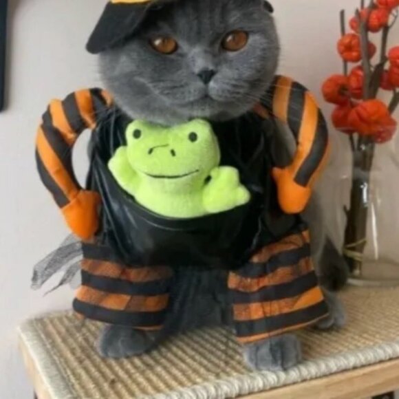 Hyde & EEK! Witch Pet Costume Size Medium Black/Orange Striped Pet Outfit - Picture 7 of 12